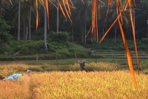Rice Field Cottage Koh Yao Pavilion Resort